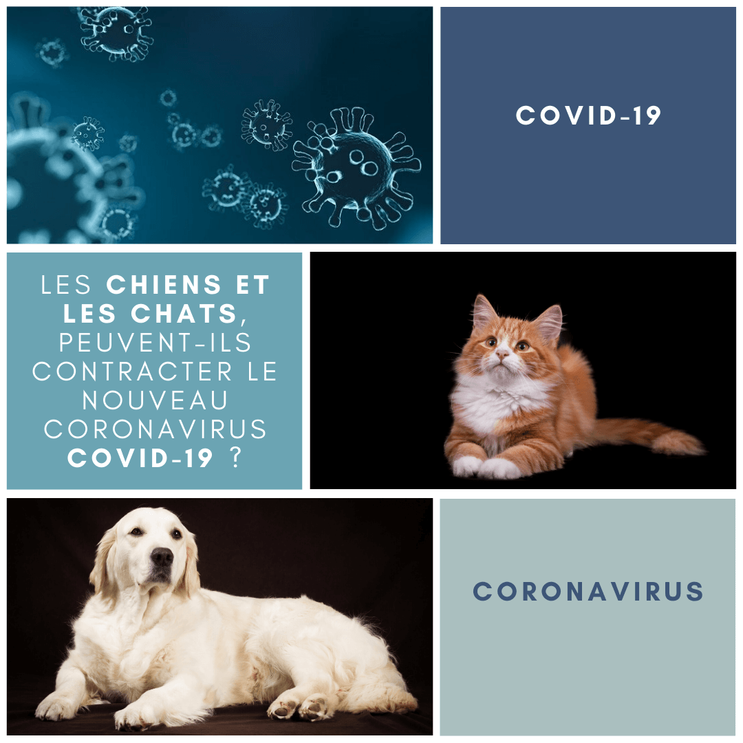 chiens-chats-peuvent-ils-contracter-le-coronavirus-COVID-19